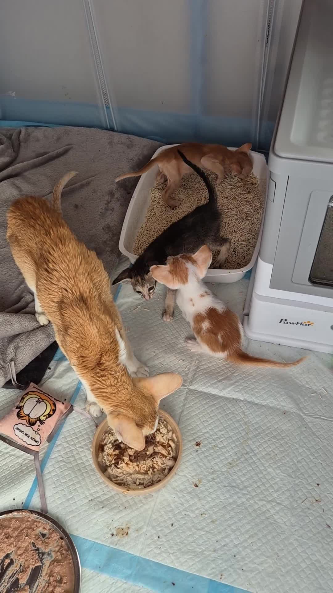 Oriental cats for sale: No expense spared, beautiful, bold kittens. in Daventry - Video 2