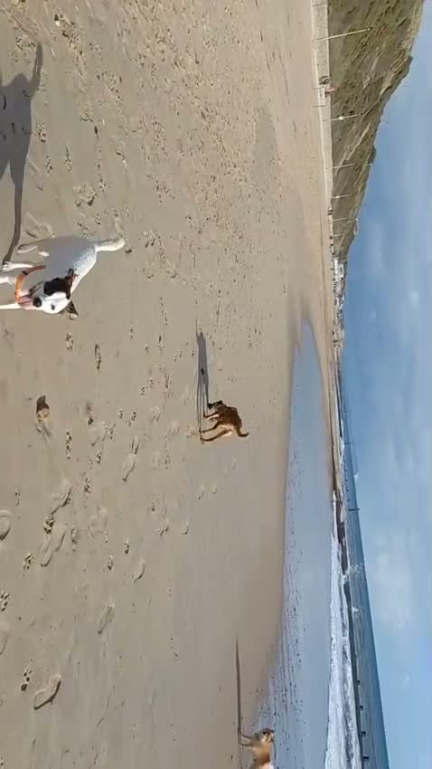 Mixed Breed dogs for adoption: Tim 💙 in Bournemouth - Video 2