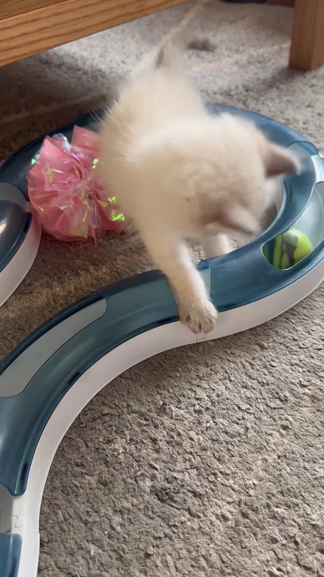 Ragdoll cats for sale: Beautiful Rag doll kittens for sale  - Video 1