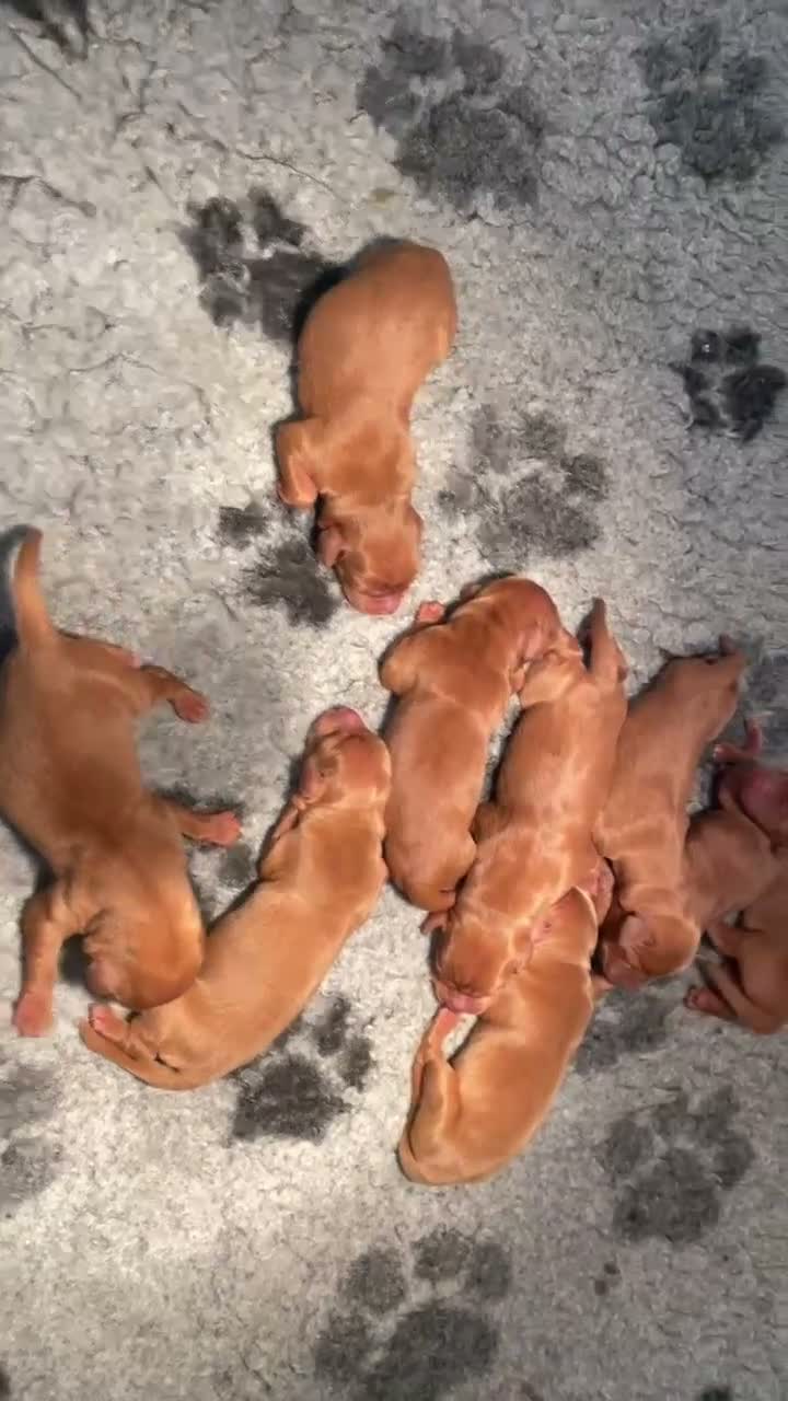 Labrador Retriever dogs for sale: Dark Fox Red Labrador Pups For Sale - Video 1