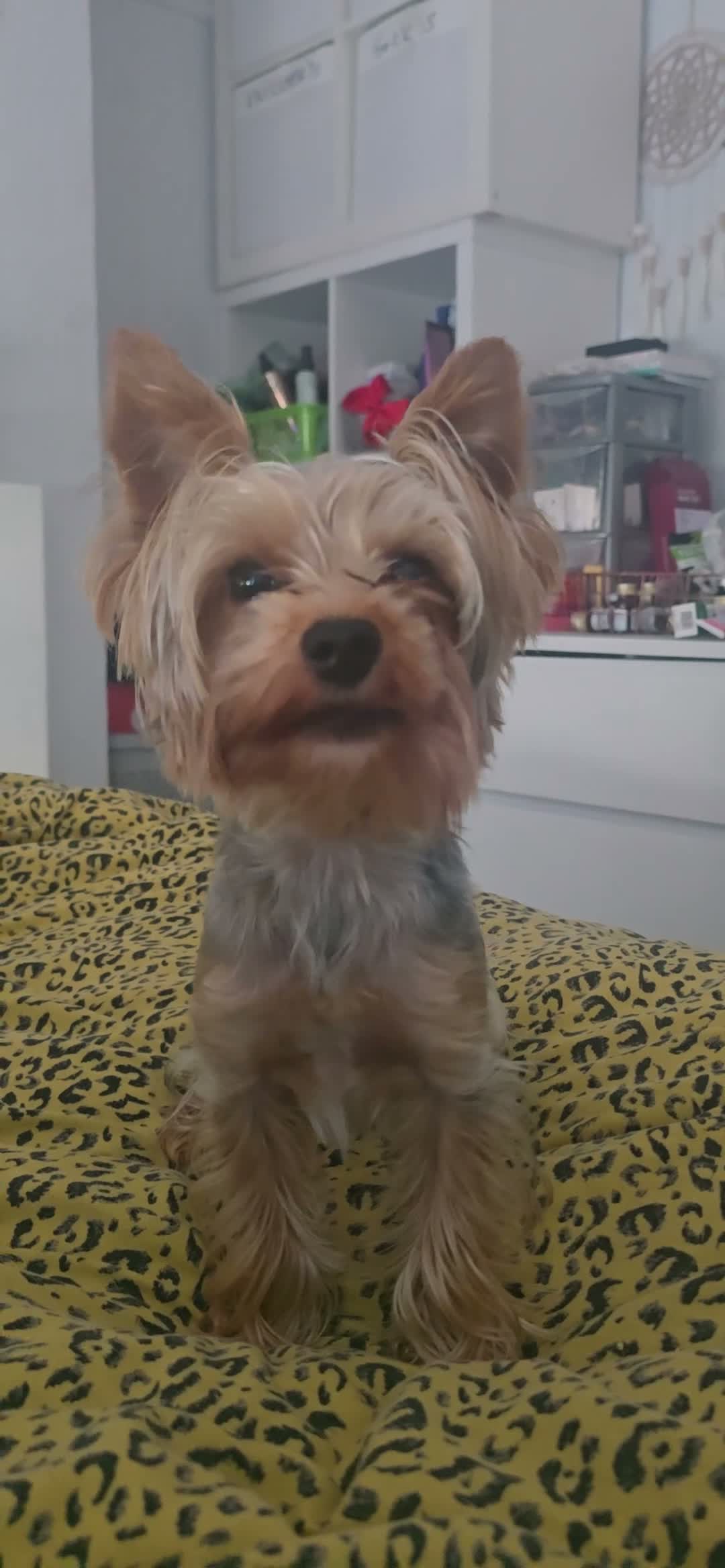 Yorkshire Terrier dogs for stud: Handsome Yorkie Max in Southampton - Video 1