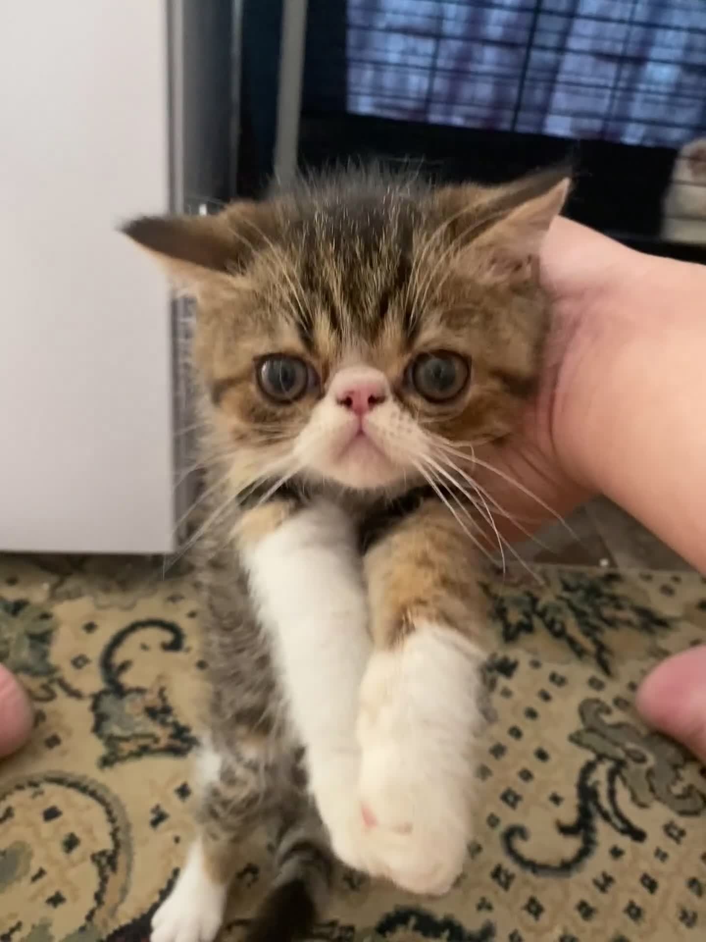 Exotic cats for sale: Lovely Male kitten  - Video 1