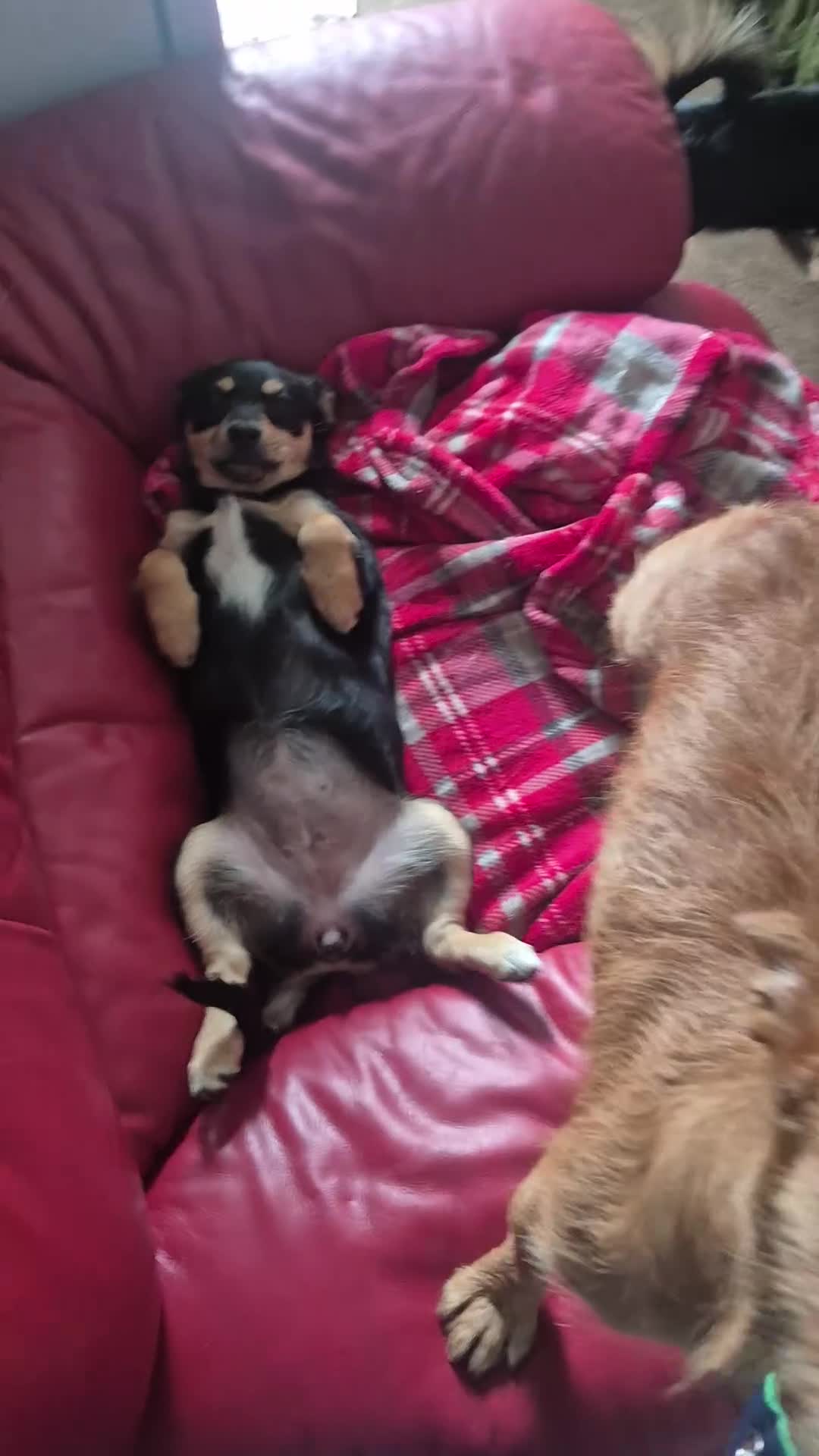 Jack Chi dogs for sale: Jackchi x terrier  - Video 1