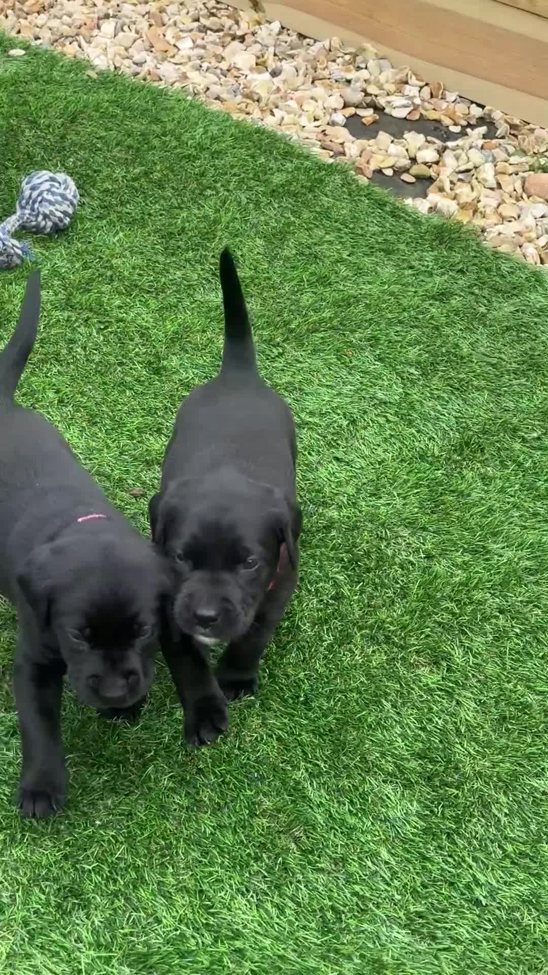 Labrador Retriever dogs for sale: Black working labradors new forest  - Video 1