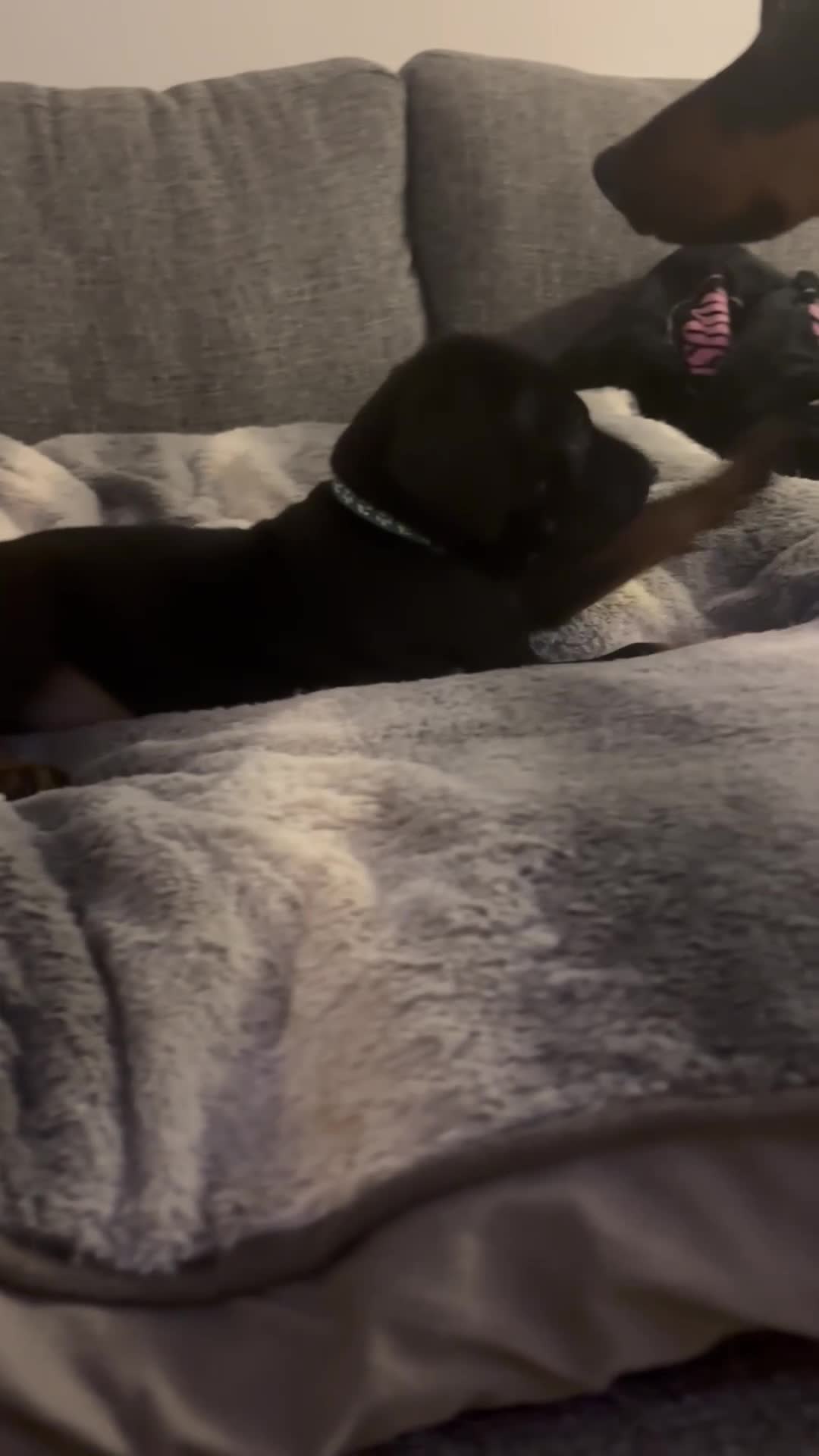 Dobermann dogs for sale: Doberman puppies read description - Video 1