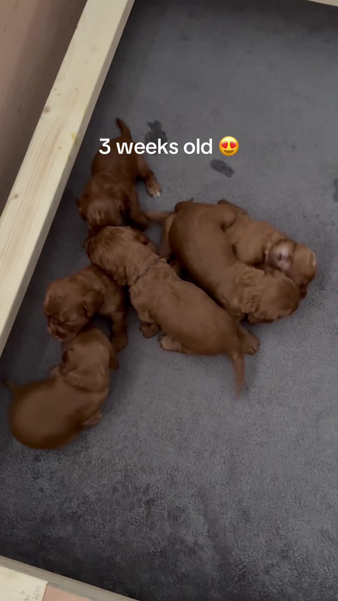 Cocker Spaniel dogs for sale: 💙 Boy Red KC Working Cocker Spaniel 💙 - Video 1