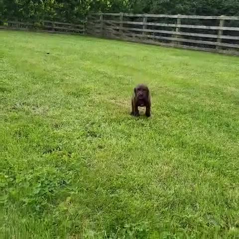 Cocker Spaniel dogs for sale: Cocker Spaniel - Video 1