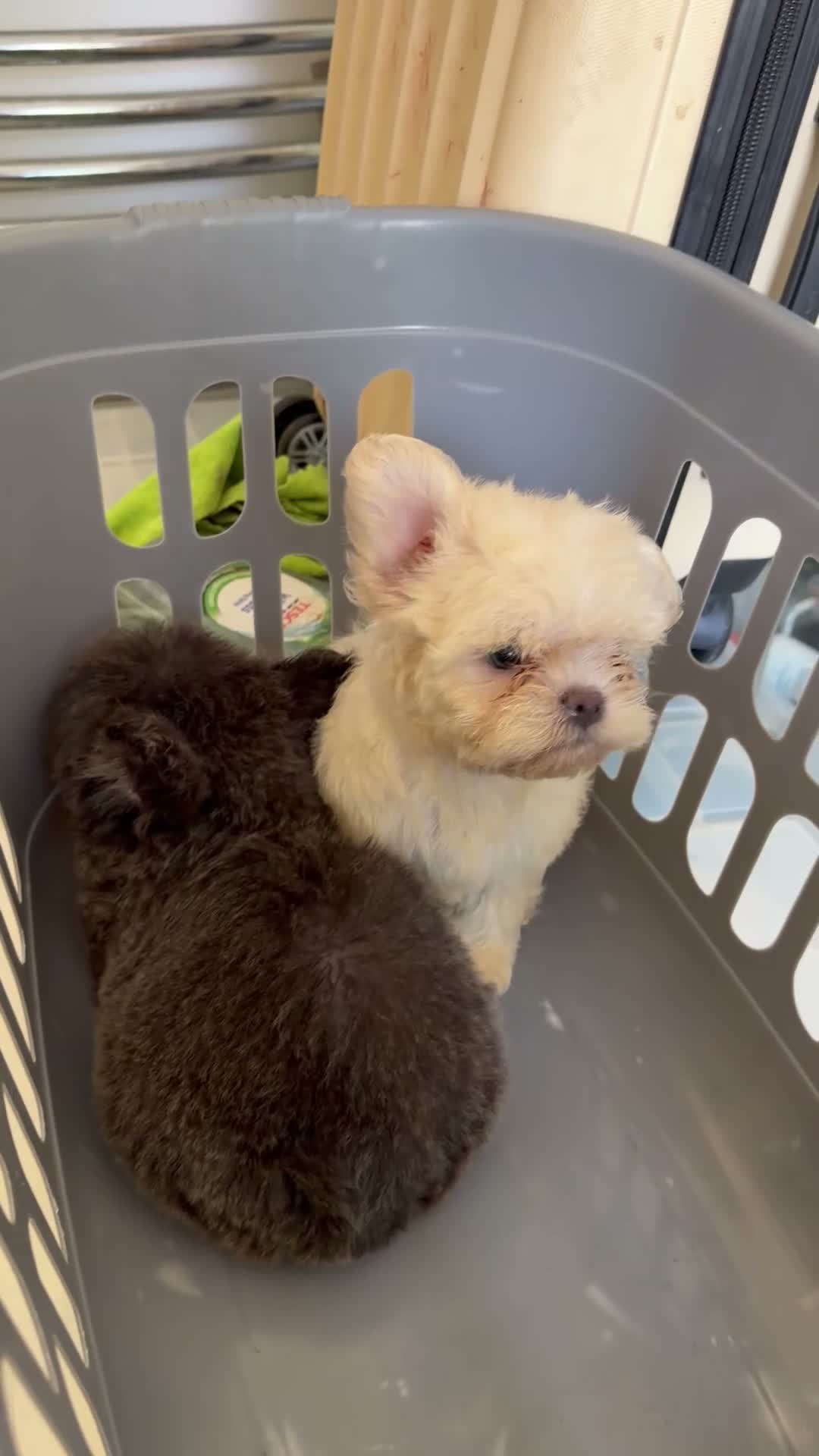 French Bulldog dogs for sale: French bulldog & Floodle puppies  - Video 2