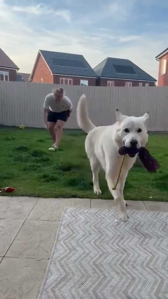 Mixed Breed dogs for adoption: ❤️ CARAMEL & ❤️STELLA – SISTERS IN MISFORTUNE - Video 2
