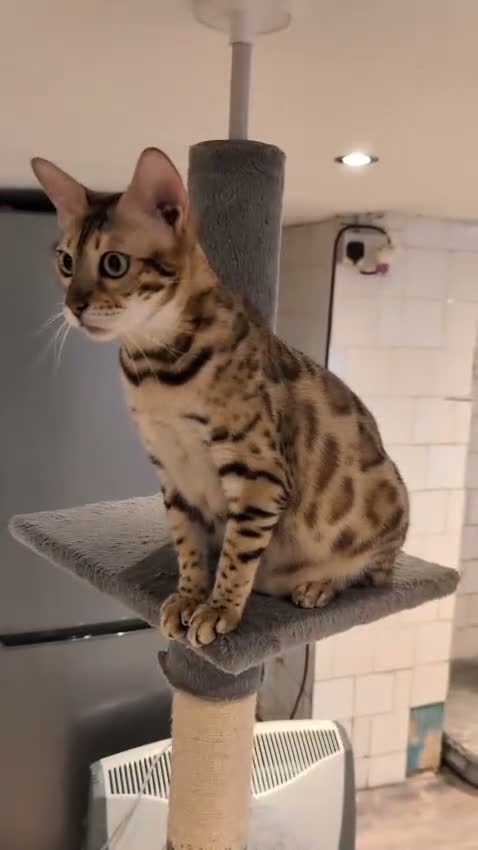 Bengal cats for sale: Beautiful Retired Female Bengal - Video 1