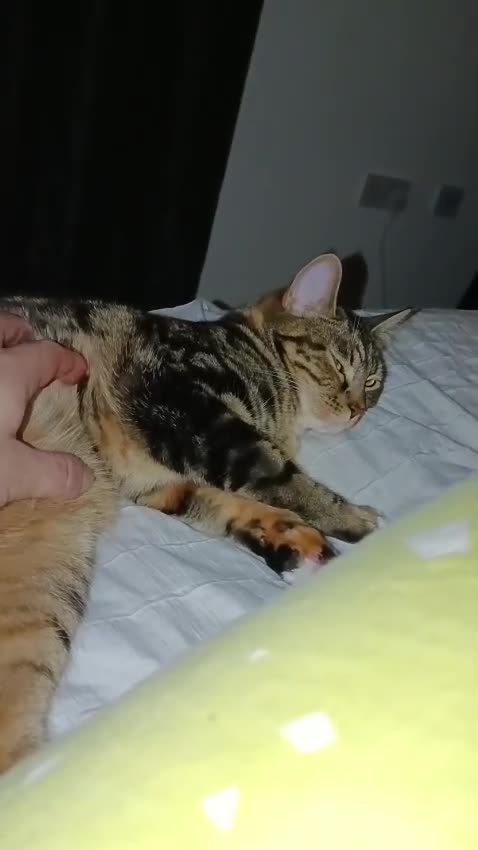 Mixed Breed cats for sale: Lovely Bonded pair (M+F) - must stay together - Video 2