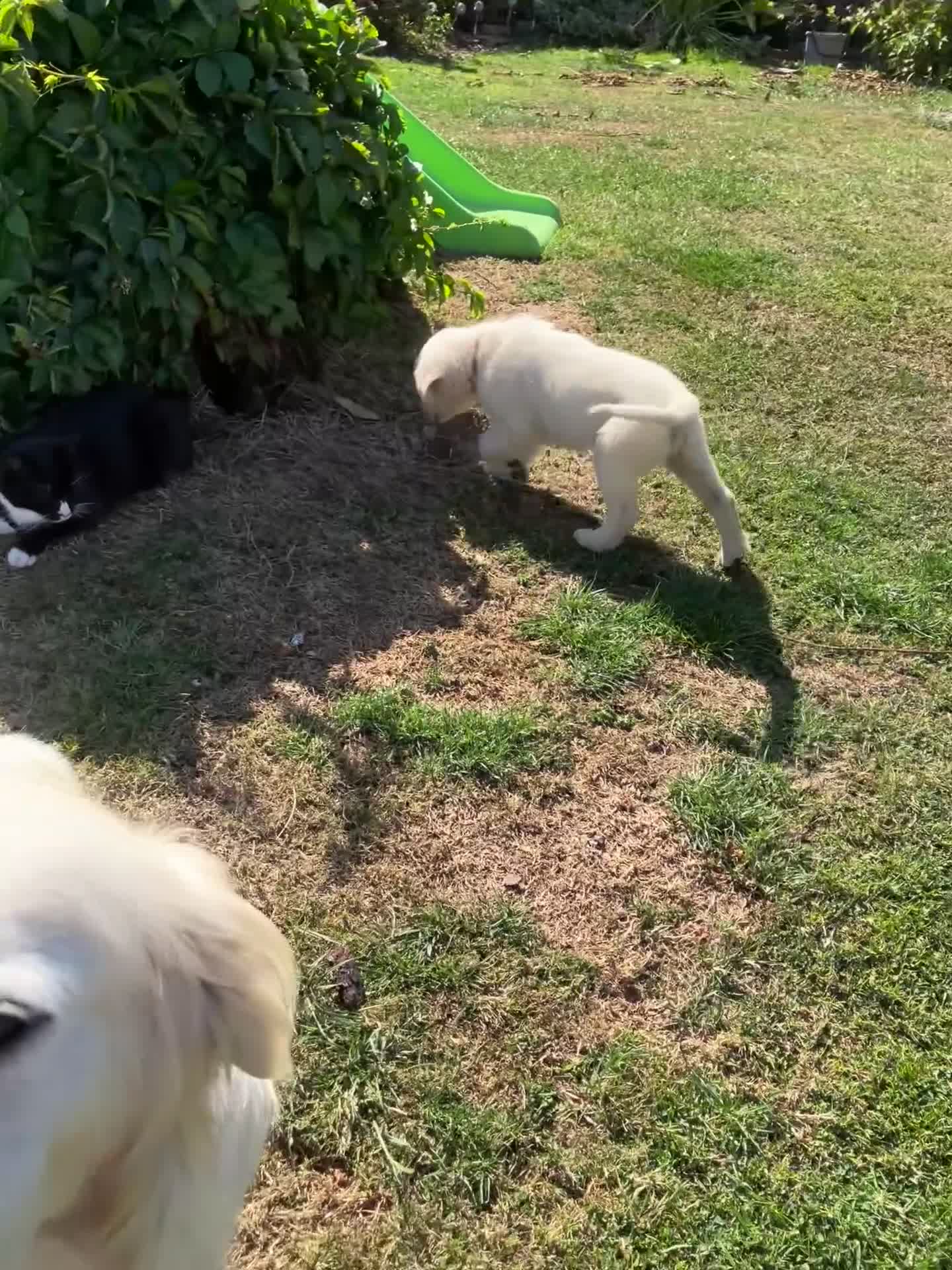 Golden Retriever dogs for sale: Kc beautiful girl  - Video 1