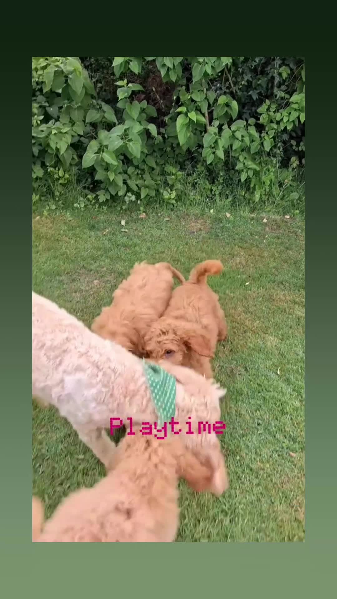Mixed Breed dogs for sale: 3 Gorgeous Aussidoodles wanting to be re-homed  in Mountain Ash - Video 1