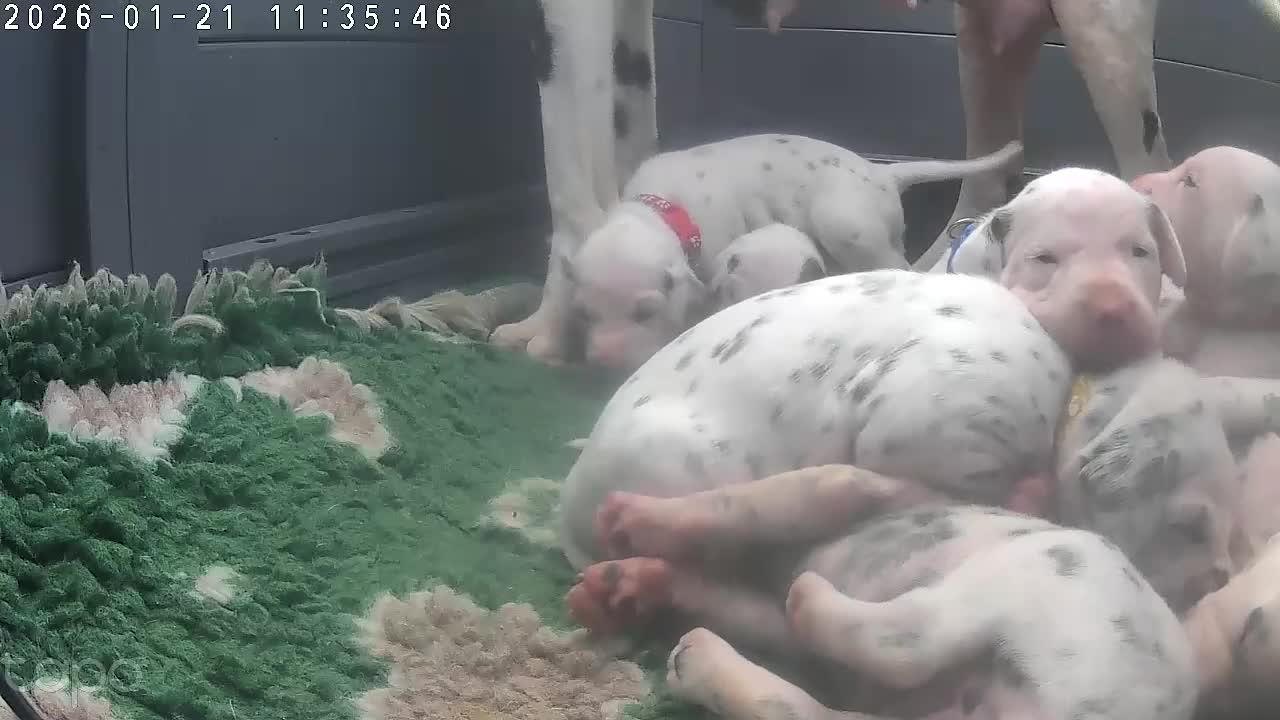 Dalmatian dogs for sale: Royal Kennel Club Registered Dalmatian Puppies - Video 3