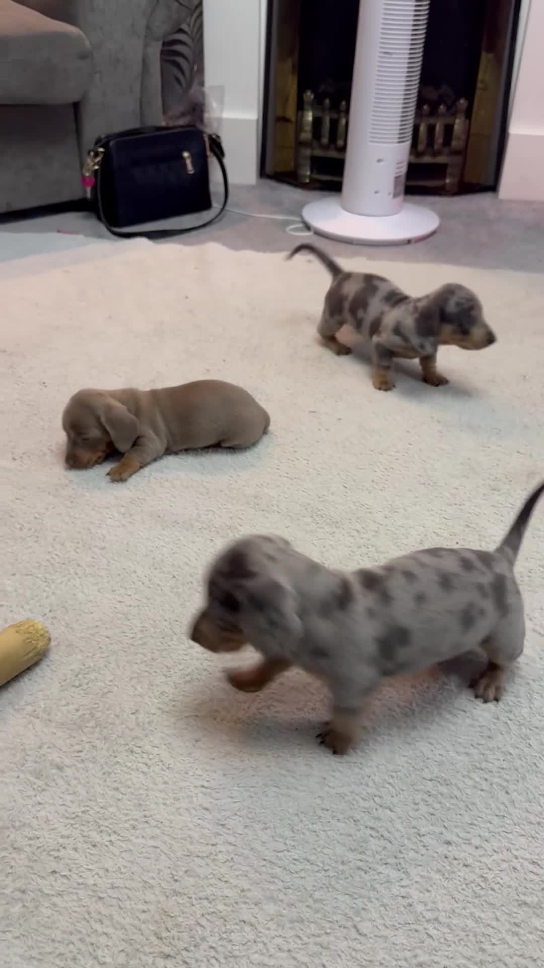 Miniature Dachshund dogs for sale: READY NOW  - Video 2