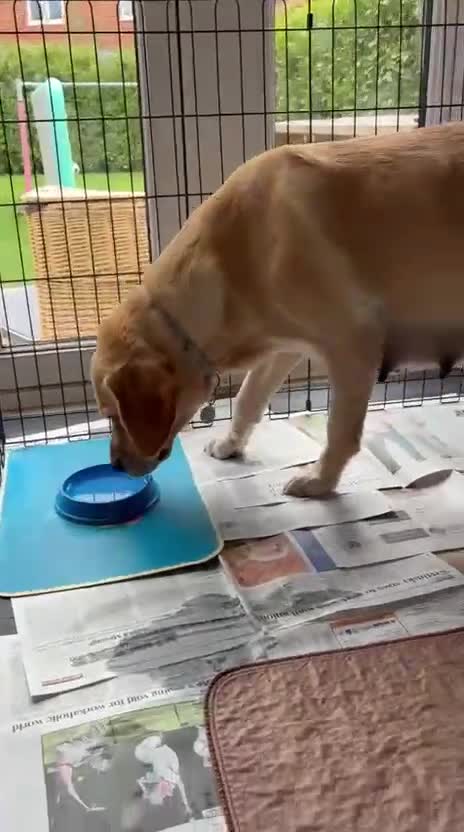 Labrador Retriever dogs for sale: Family-Raised Labrador Pups from Therapy Dog Mum - Video 1