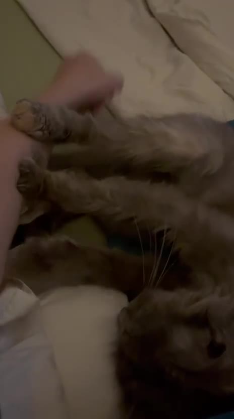 Mixed Breed cats for adoption: LILLI MIX PERSIAN GIRL SOAYED CALM AFFECTIONATE  - Video 3