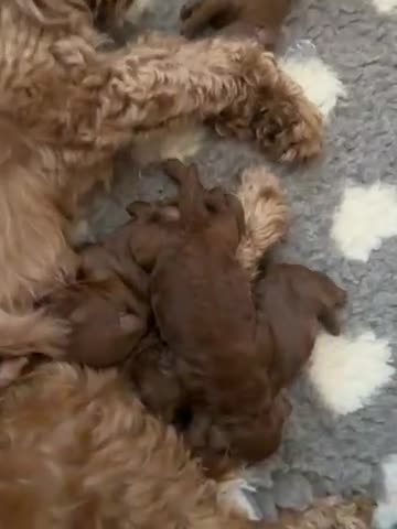 Cavapoo dogs for sale: Deep red F1b Cavapoo puppies  - Video 1