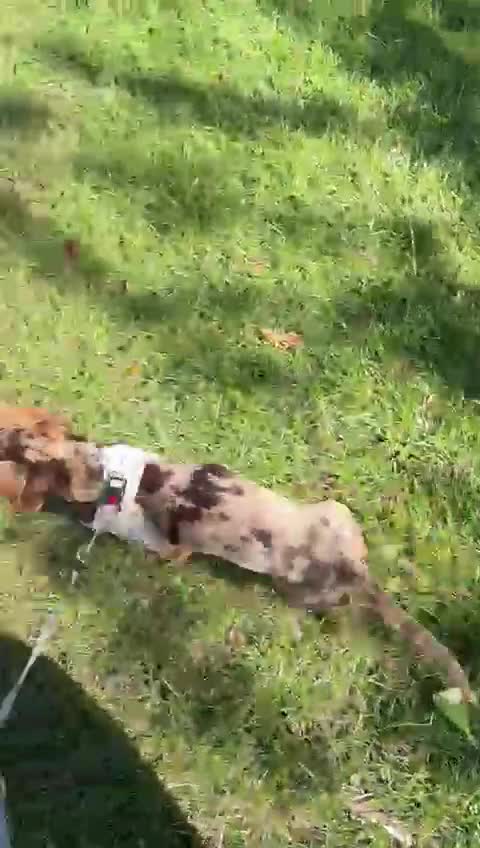 Miniature Dachshund dogs for sale: Miniture dachshund  - Video 1