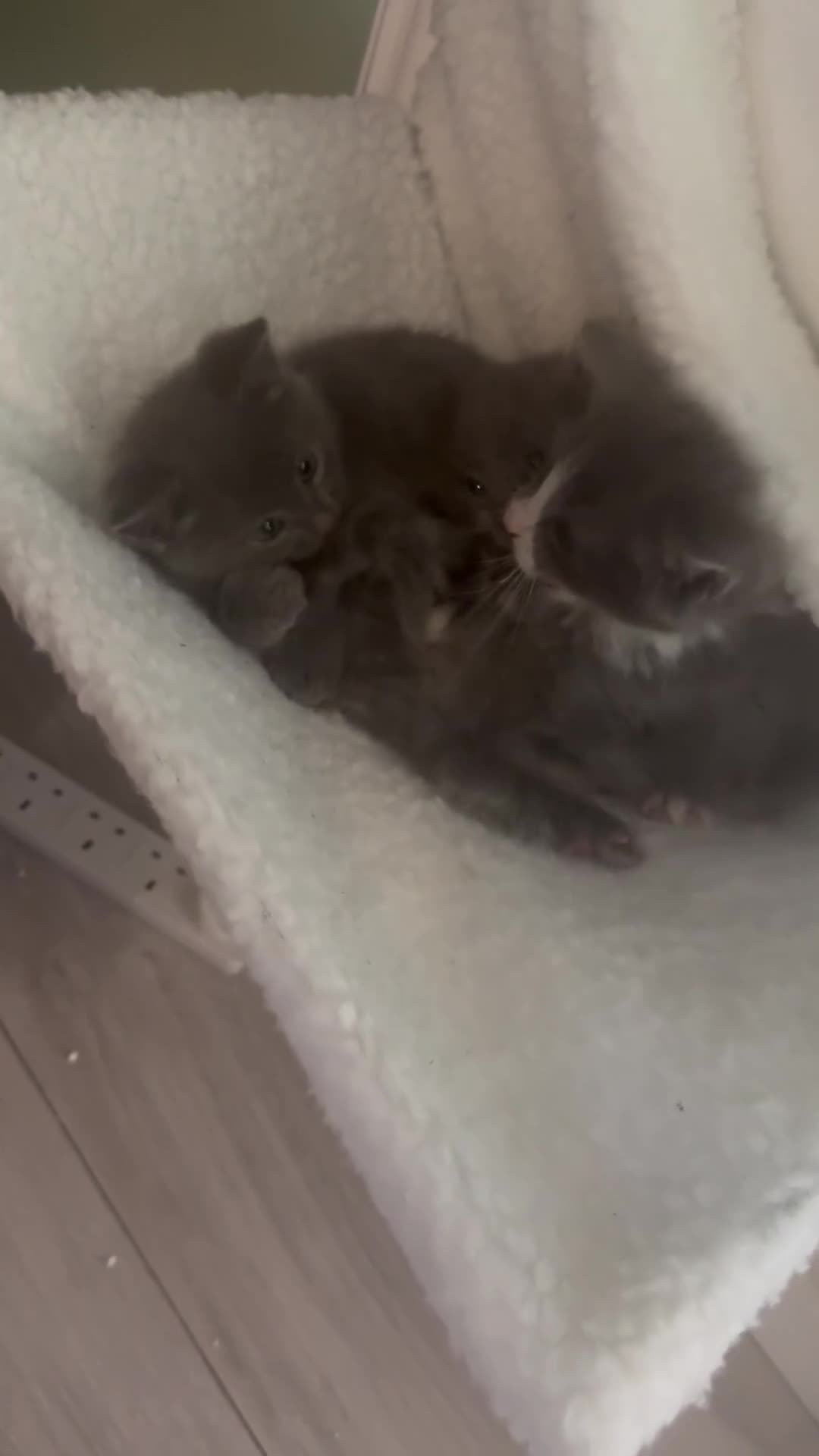 Mixed Breed cats for sale: British blue short hair cross kittens - Video 1