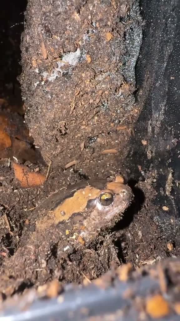 Frog reptiles for sale: 3 Chubby Frogs in Knutsford - Video 2