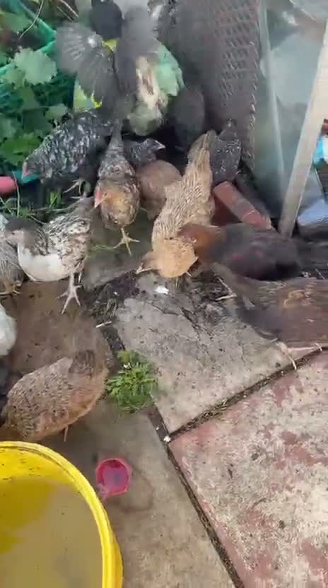 Chickens poultry for sale: Silkie chickens in Cambridge - Video 1