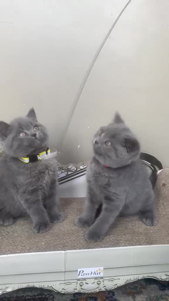 British Shorthair cats for sale: GORGEOUS British Short Hair Blue Kittens - Video 2