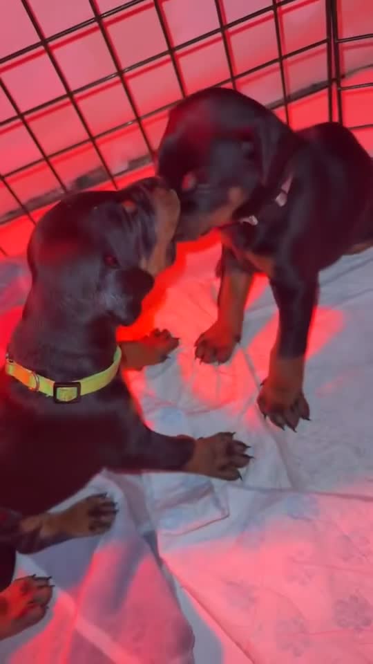 Dobermann dogs for sale: ⭐️DOBERMAN🐾PUPPIES⭐️🐶AVAILABLE🐾MID🐾SEPTEMBER🐶 - Video 1