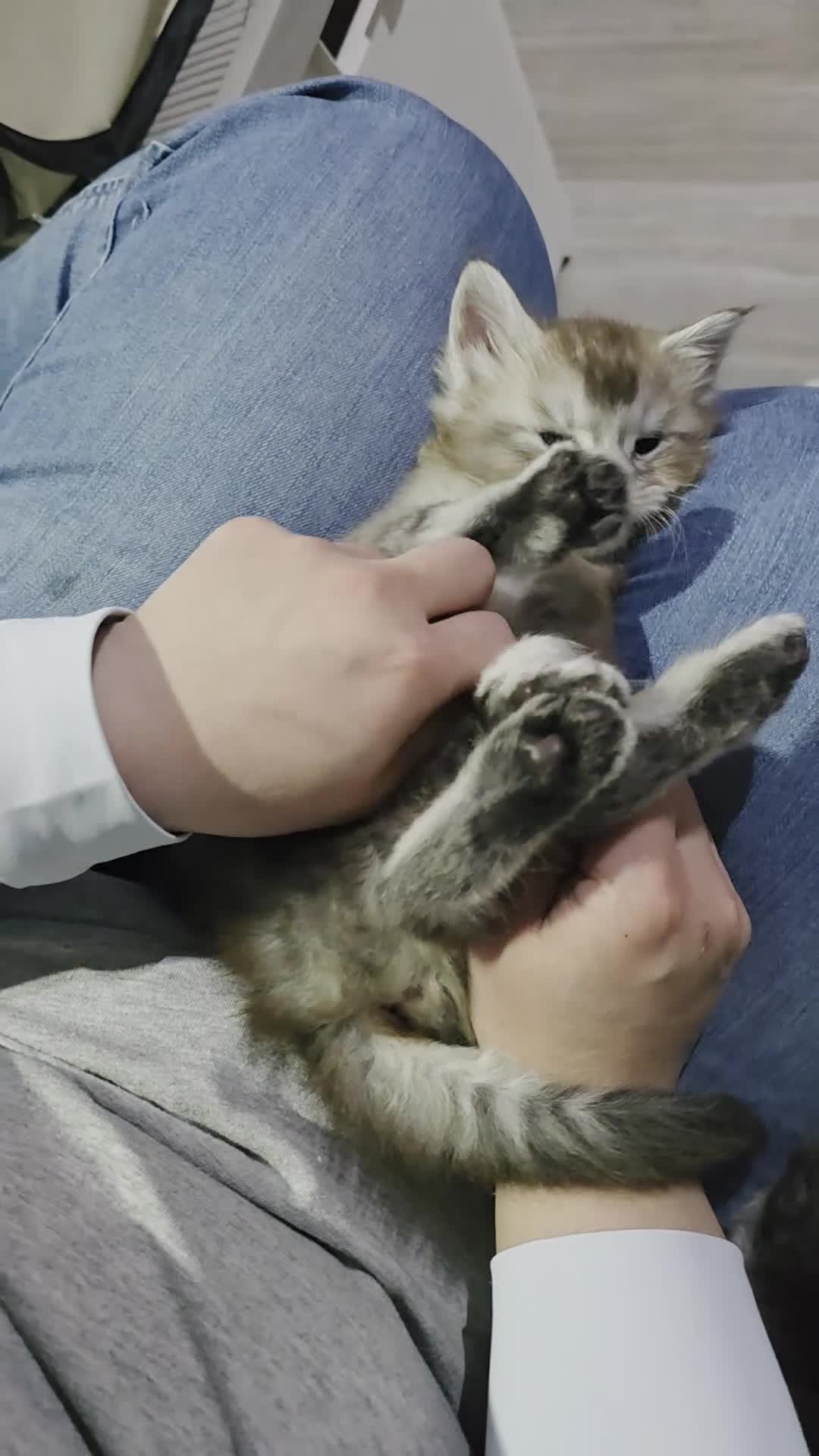 Maine Coon cats for sale: TICA Mainecoon sliver ,blue eye kitten - Video 3