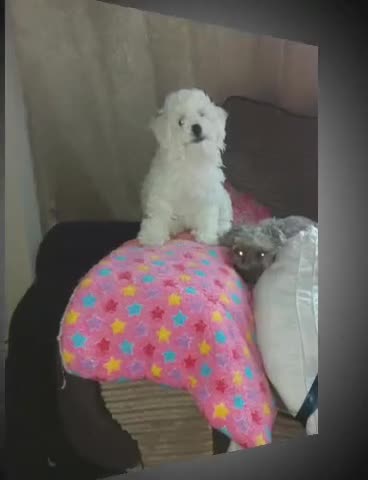 Bichon Frise dogs for sale: Beautiful Puppy bichon Frisé Needs a good home - Video 4