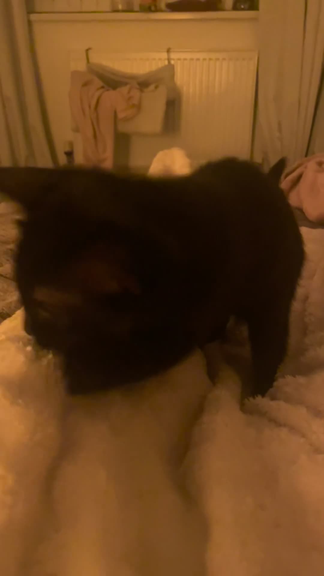 Mixed Breed cats for sale: 5 month old kitten  - Video 3