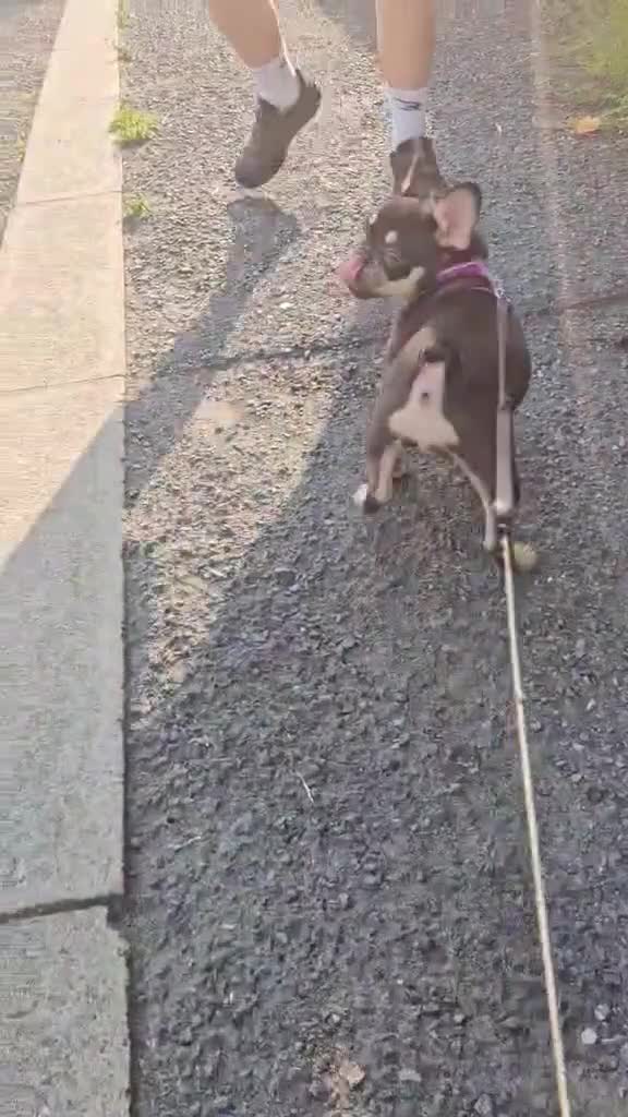 French Bulldog dogs for sale: Don Choc's great-grandchildren - Video 1