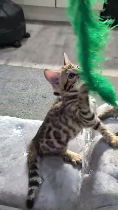 Bengal cats for sale: 🔥✨Pedigree TICA-Registered Bengals - Video 5