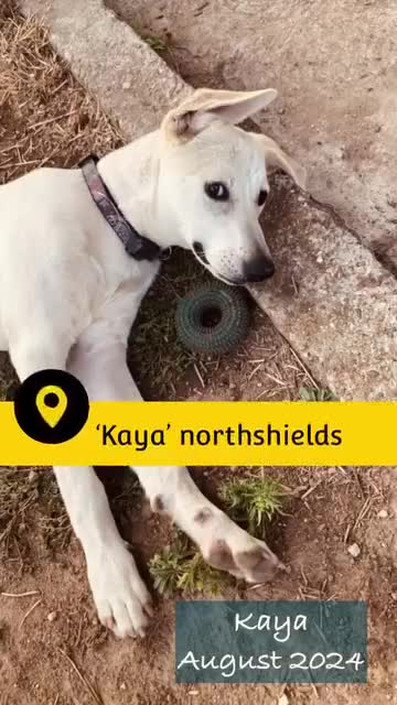 Mixed Breed dogs for adoption: Kaya, 2 years approx. Available for adoption. in Brixham - Video 1