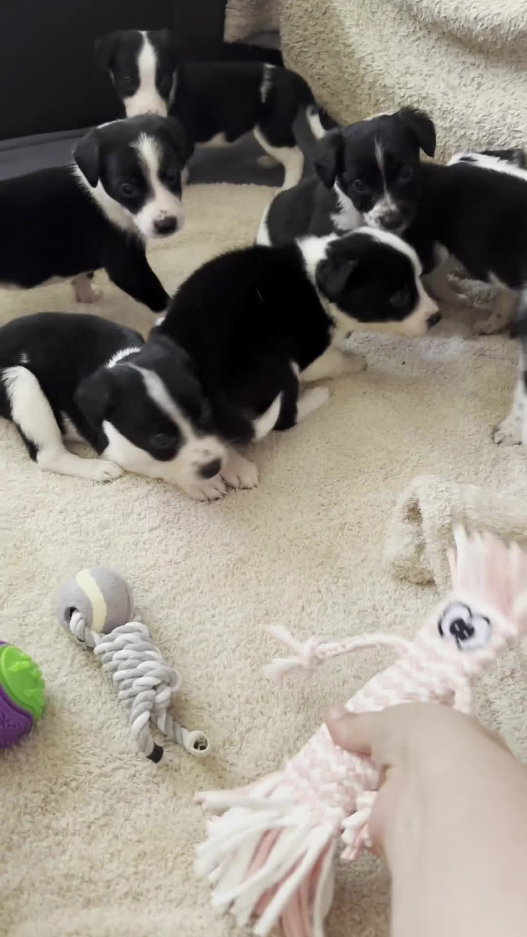 Mixed Breed dogs for sale: 🐾✨ TWO Border Collie x Blue Heeler Pups left ✨🐾 - Video 1