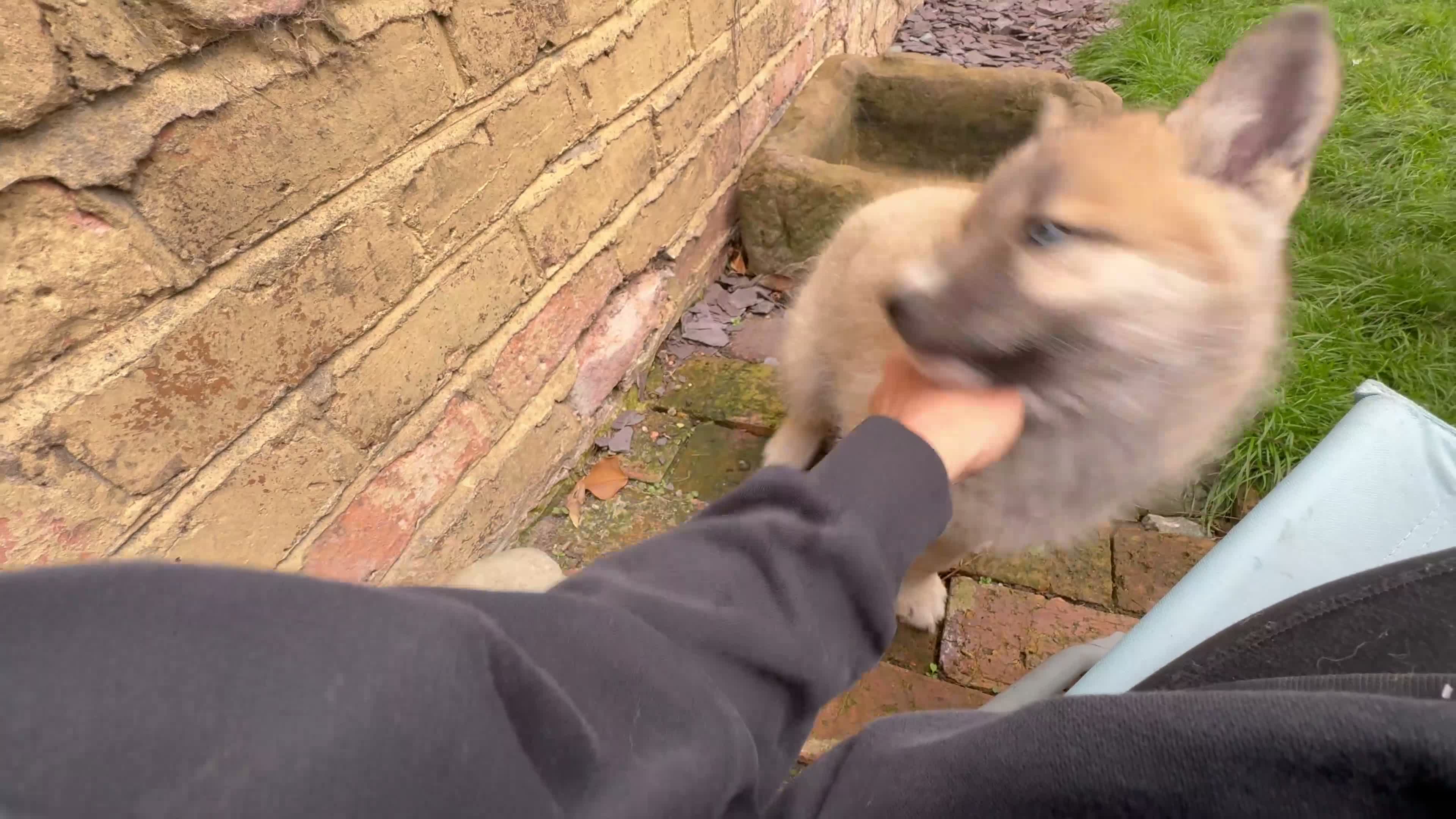 Shepsky dogs for sale: Stunning Shepsky Girl - Video 3