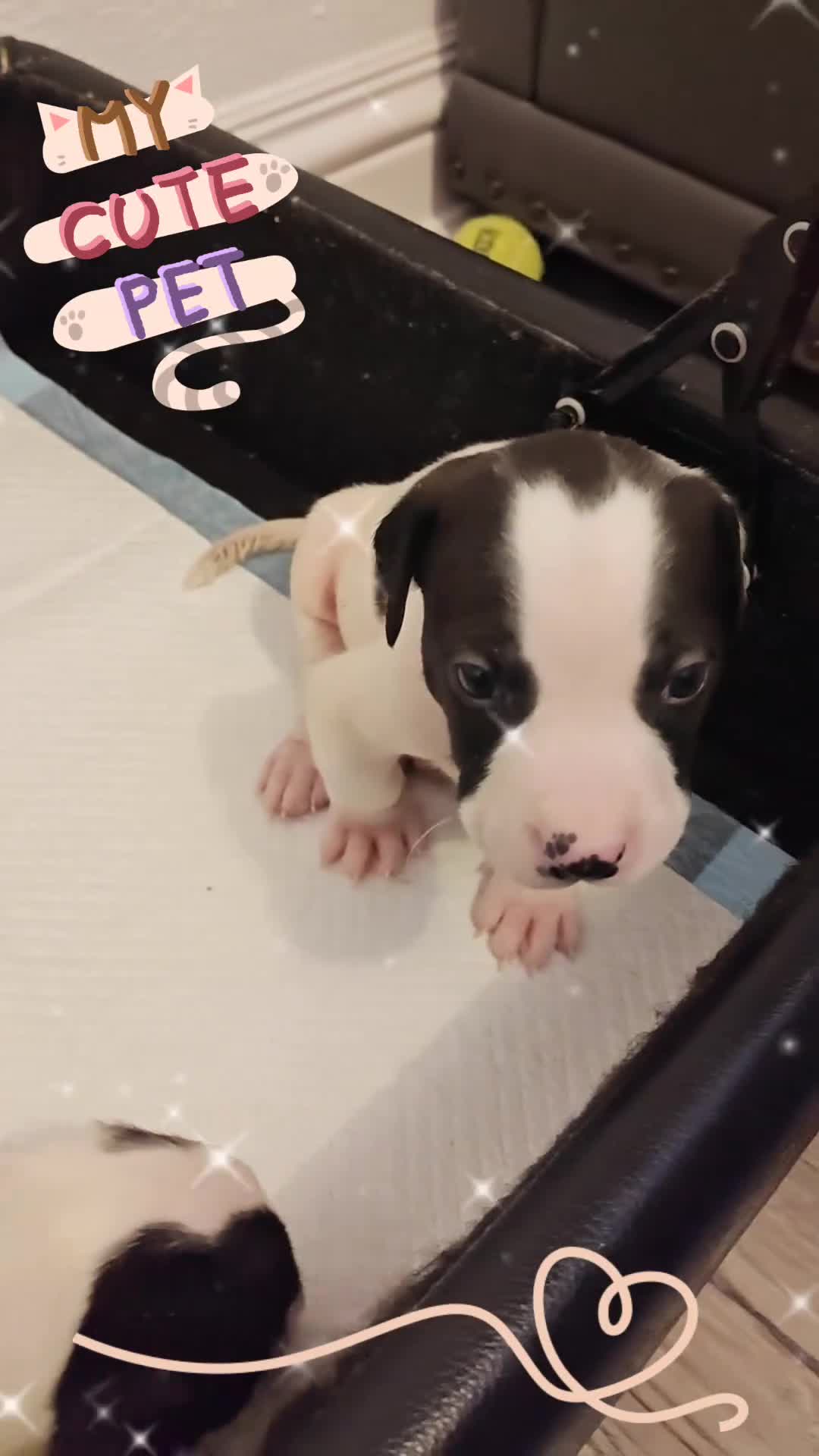 Presa Canario dogs for sale: Spanish mastiff  - Video 3