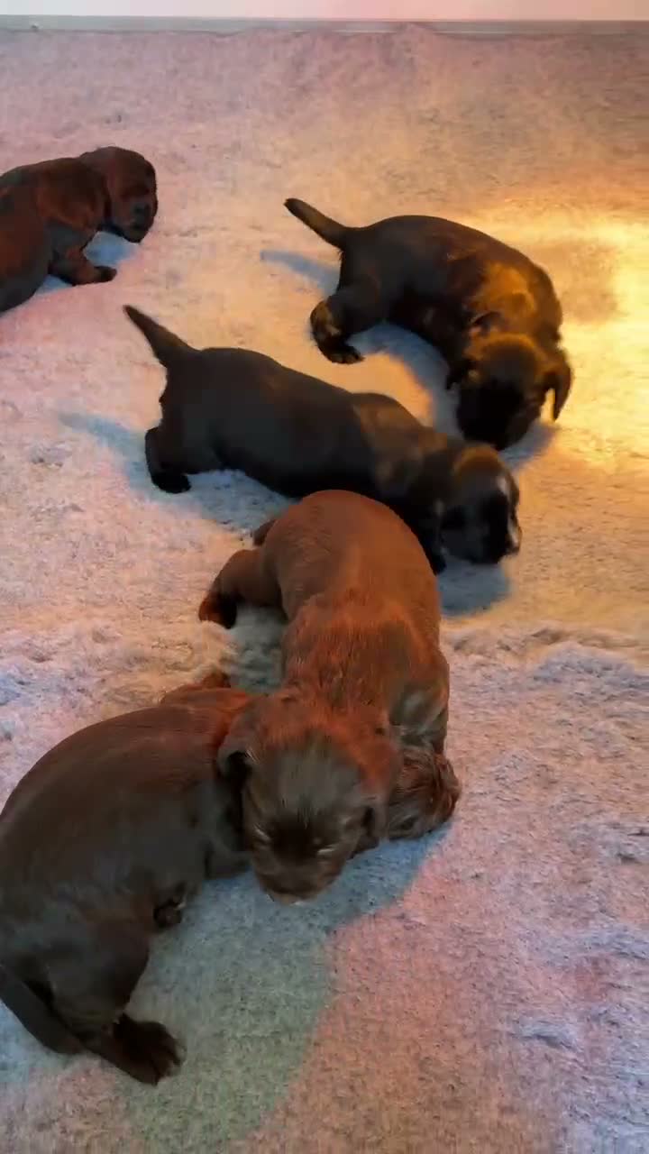 Cocker Spaniel dogs for sale: 5 Star Council Registered Breeder - Video 1