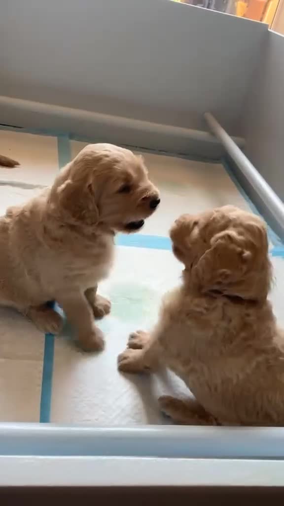 Goldendoodle dogs for sale: Golden doodles F1 in Grimsby - Video 1