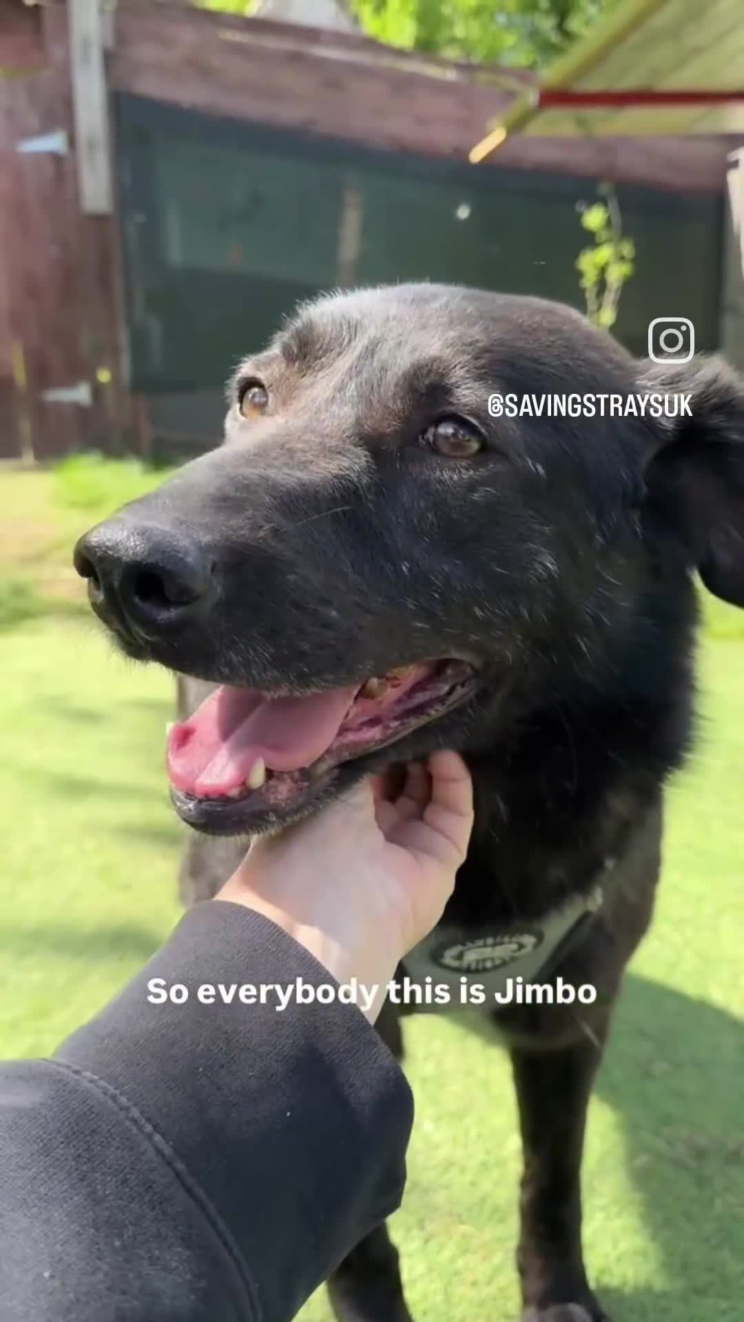 Mixed Breed dogs for adoption: Jimbo in Ashford - Video 1