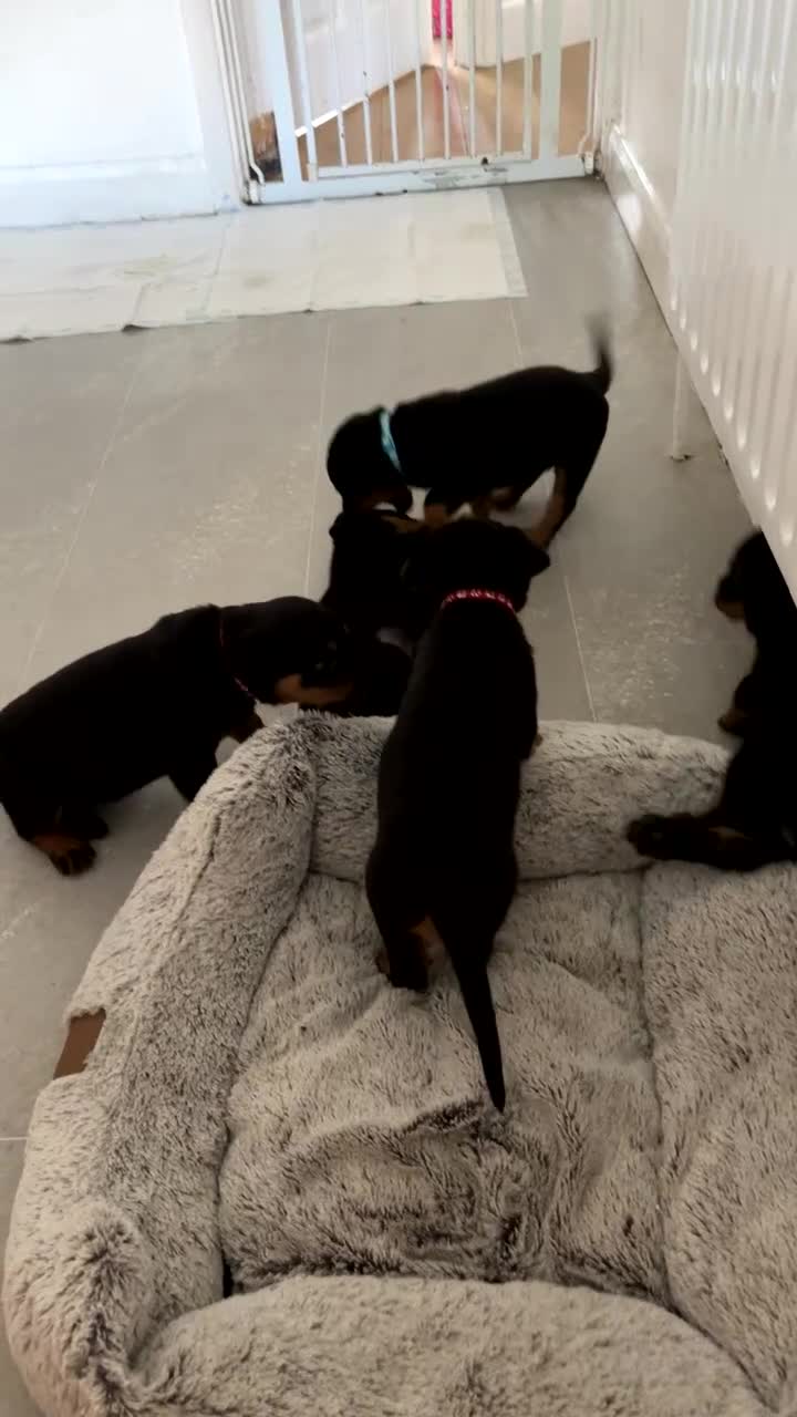 Rottweiler dogs for sale: Gorgeous girl Rottie pups - Video 3