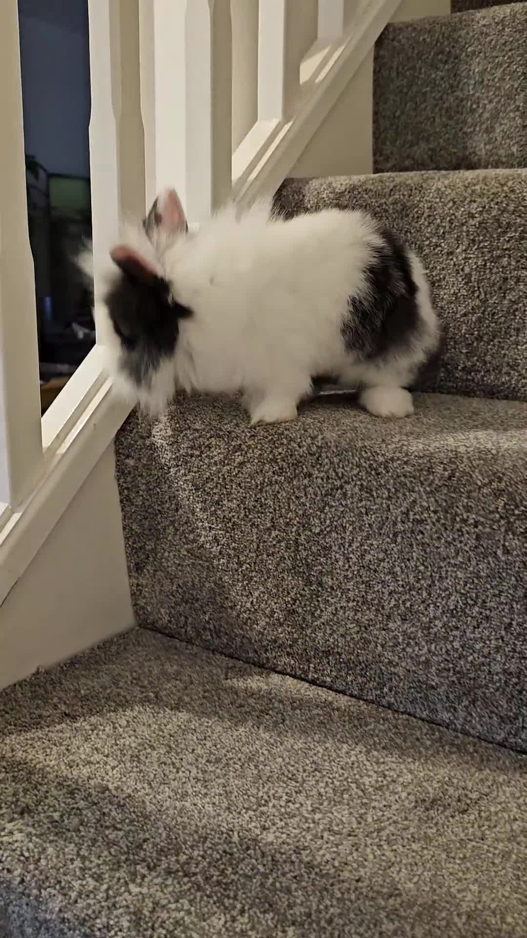 Lionhead rabbits for sale: Mini Lionhead rabbits for sale (male and female) - Video 2