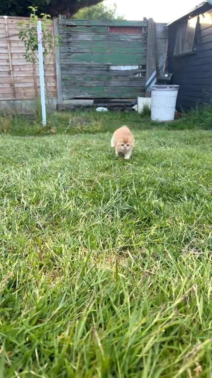 British Shorthair cats for sale: British cats - Video 2