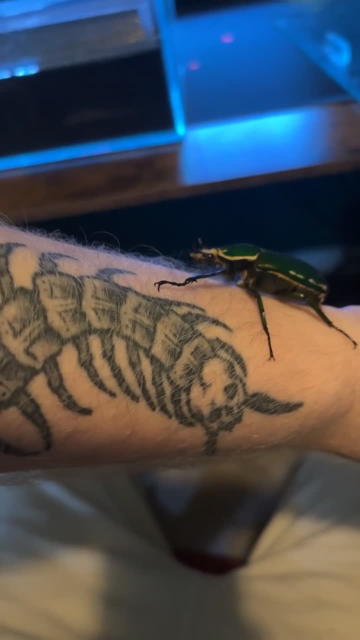 Beetles invertebrates for sale: Giant Flower Beetle Grubs 3rd instar  - Video 1