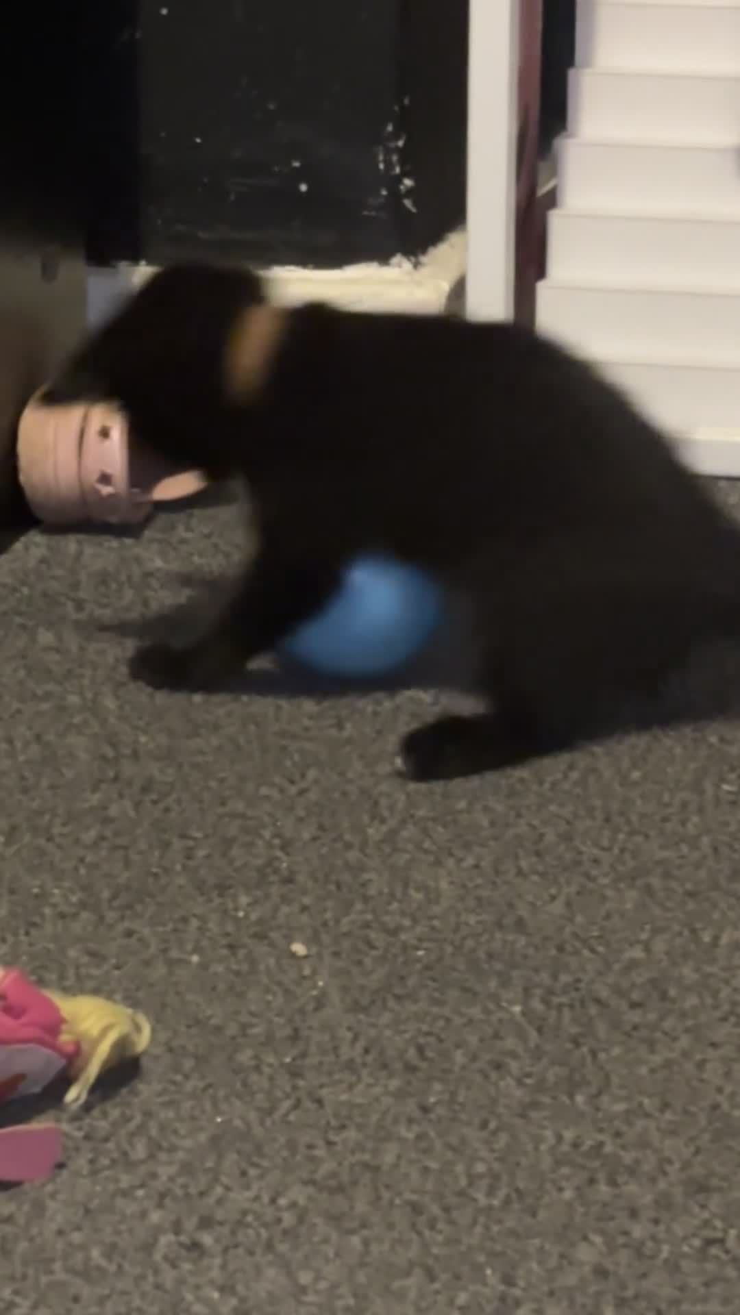 Bombay cats for sale: 2 beautiful baby kittens  - Video 3