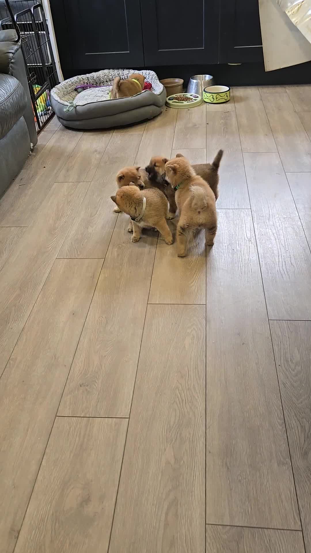 Japanese Shiba Inu dogs for sale: Gorgeous Shibas  - Video 1