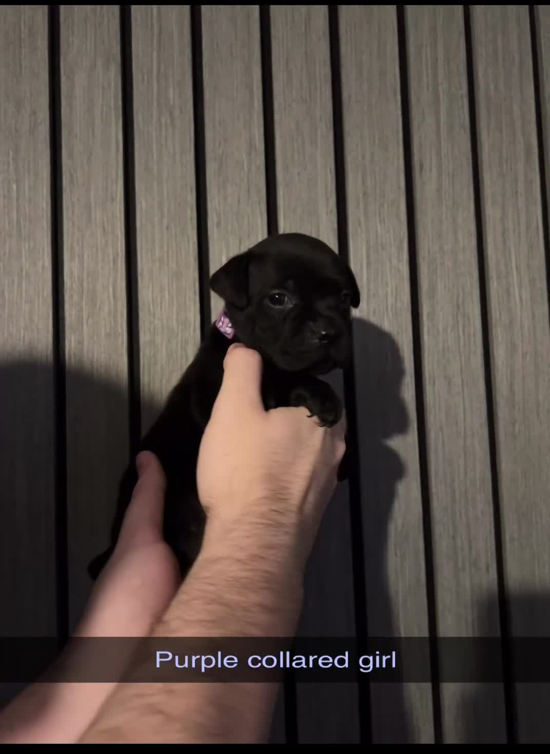 Staffordshire Bull Terrier dogs for sale: KC CHAMPION LINES STAFFORDSHIRE BULL TERRIER PUPS  - Video 2