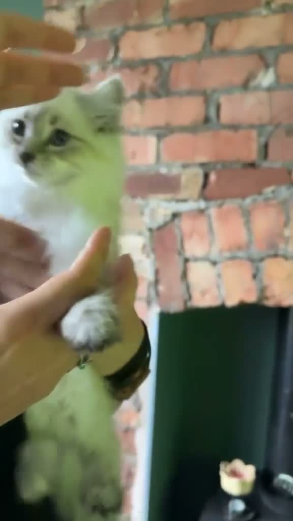 Mixed Breed cats for sale: Beautiful BSH × Siberian Kittens🤍 in Oldham - Video 1