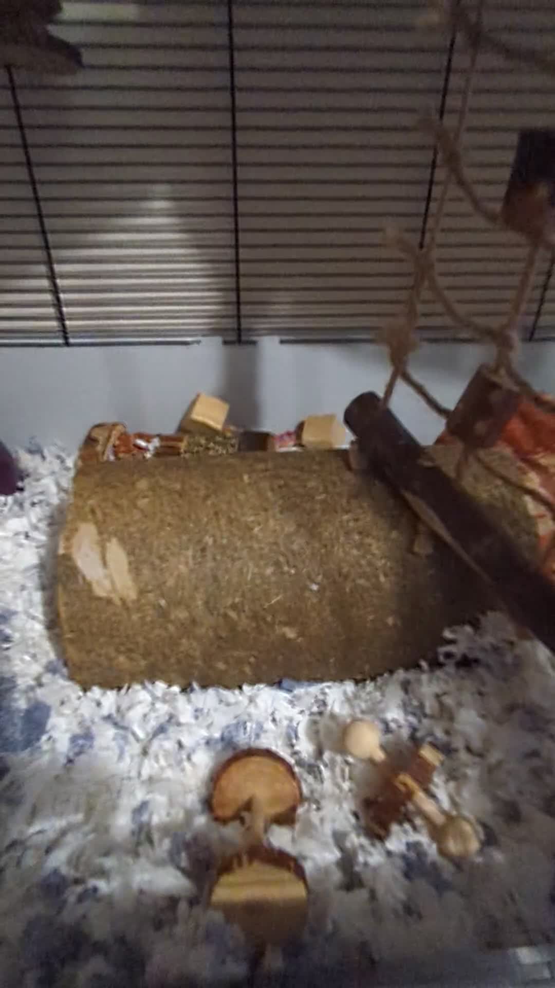 Rat rodents for sale: 2 Male Rats - Video 1