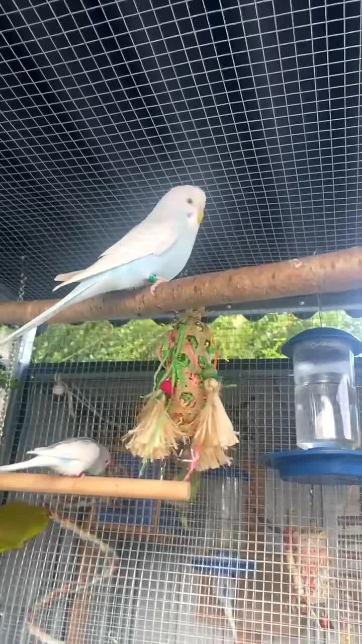 Budgerigars birds for sale: Female baby budgies - Video 1